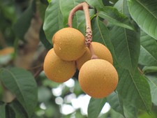 Chicle-based bum, derived from the sapodilla tree, was brought to the US in the 1860s, and inspired the gum we know today