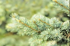 Spruce trees produce a gum-like resin, sold commercially in the eastern US in the early 1800s